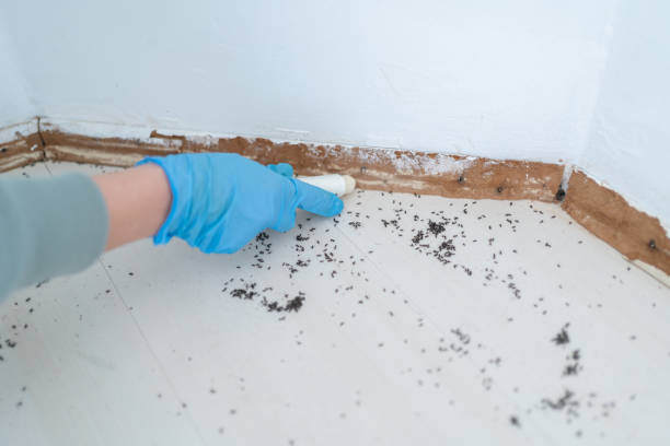 Best Wasp Removal Services  in Galliano, LA